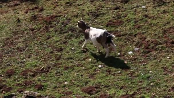 Girato di alcune capre su un pascolo — Video Stock