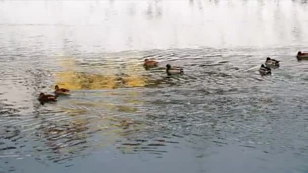 川で泳いでいるいくつかのアヒルのショット — ストック動画