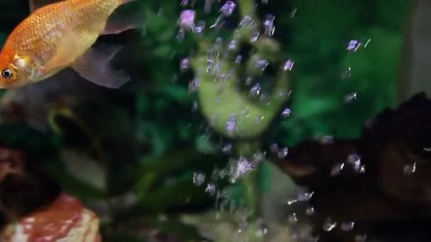 Gros plan d'un poisson doré dans un aquarium — Video