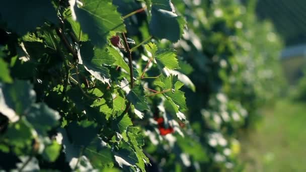 Close up slide shot of perfect leaves in the wineyard that are light up — Stock Video