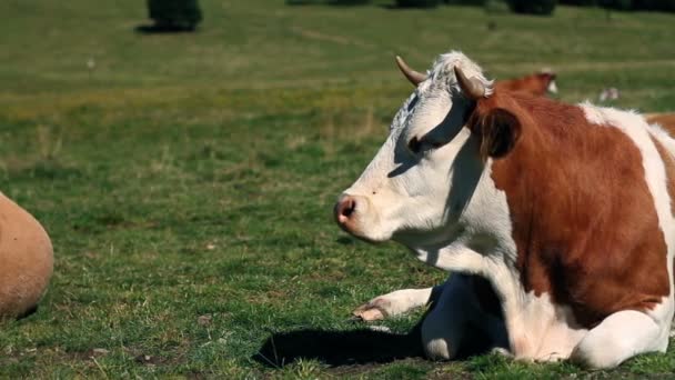 Vaca descansando y masticando — Vídeo de stock