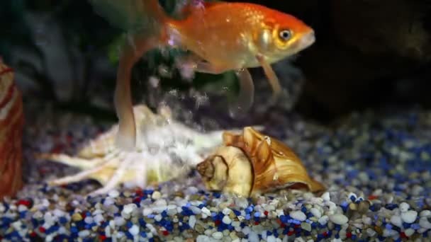 Nära upp skott av en fish tank — Stockvideo