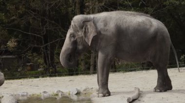 fil Hayvanat Bahçesi