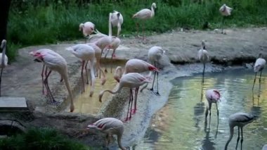 flamingoların beslenme ve yürüyüş