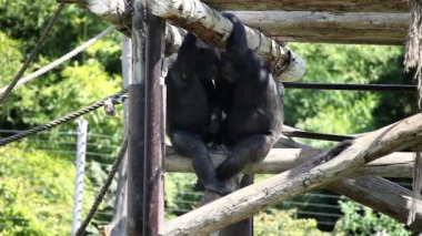 iki monkies birlikte oturan ve sarılma