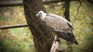 Hayvanat bahçesine bakan akbaba