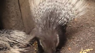 Kirpi meyve yeme Hayvanat Bahçesi