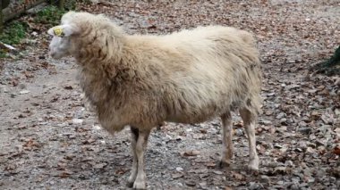 koyun Hayvanat Bahçesi