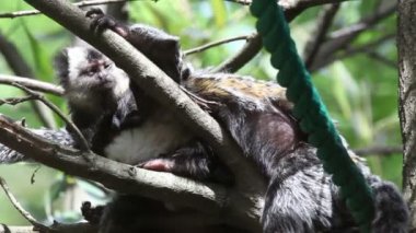 atış ve diğer iki maymun uyumaya çalışan lices yeme