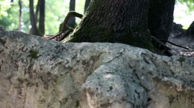 Orman yoluyla kamera hareketi