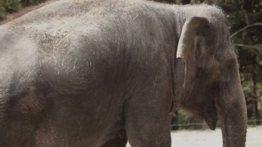 fil Hayvanat Bahçesi