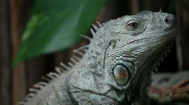 Etrafa iguana
