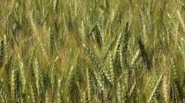 OG tahıl alanını kapat