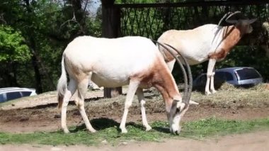 Araba arka planda araba kullanırken yemek antilop