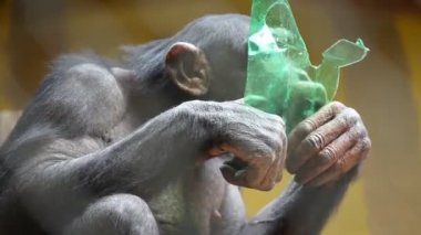 maymun Hayvanat Bahçesi plastik şişe ile oynama