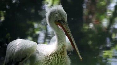 ıslak pelican ayakta ve izlerken