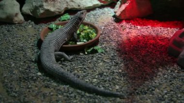 salata yemek iguana
