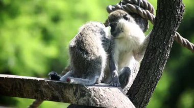 iki monkies oturan ve diğer temizlik