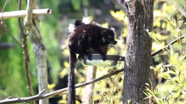 n ağaç gövdesi üzerinde bir kase gelen yeme maymunlar