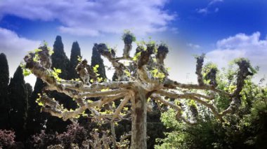 eski bir güzel ağaç bulutlar ateş içinde arka plan