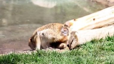 Taşıma bebek maymun ve içme suyu maymun