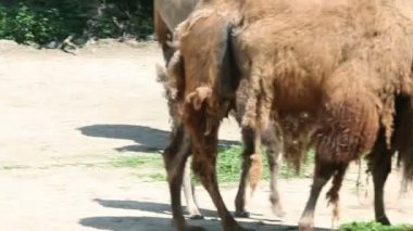 süre diğer are eating koşturup bebek deve