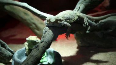 iki Iguanas dinlenme