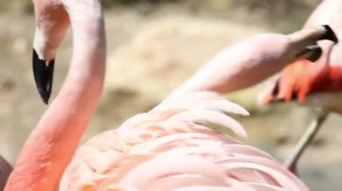 iki flamingolar mücadele