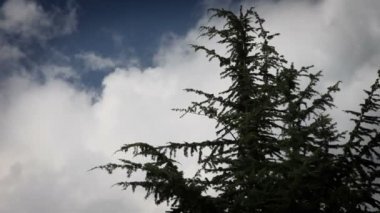 kozalaklı ağaç bulutlar ile içinde arka plan