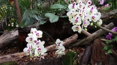 Orkide çiçeği