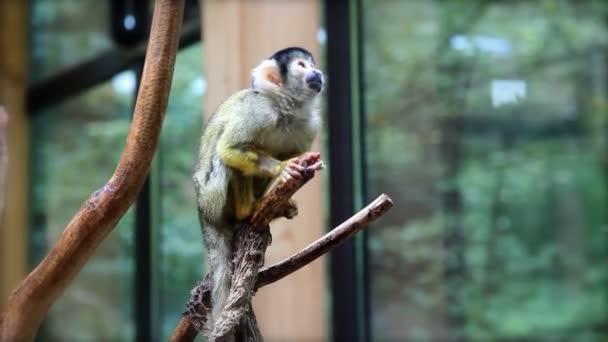 Mono en el zoológico — Vídeos de Stock