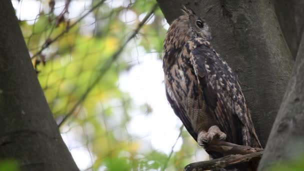 Owl in zoo — Stock Video