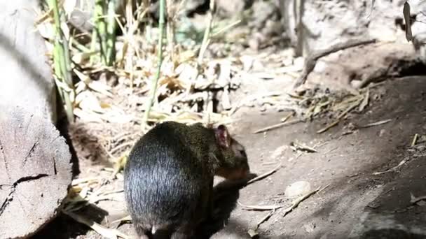 Выстрел из двух маленьких млекопитающих, ходящих и вынюхивающих вокруг — стоковое видео