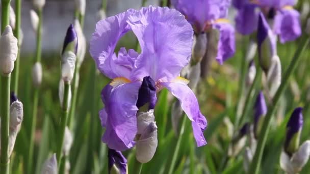 Cerca de la flor de un iris — Vídeos de Stock