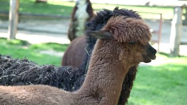 Tiro de alpacas de pie y mirando — Vídeos de Stock