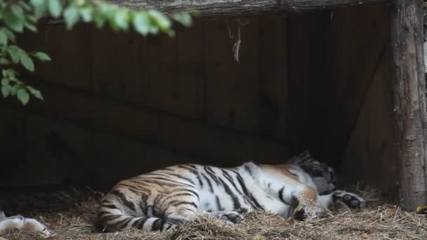 거짓말을 하 고 주위를 찾고 류블랴나 동물원에 있는 호랑이. — 비디오