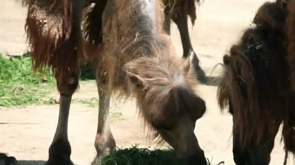 Primer plano de un camello comiendo hierba — Vídeo de stock