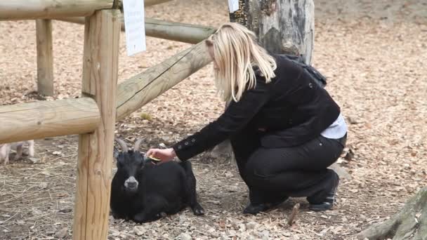 Mulher acariciando cabra no zoológico — Vídeo de Stock