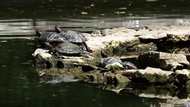 Kayanın üzerinde yürüyen kaplumbağa resmini — Stok video