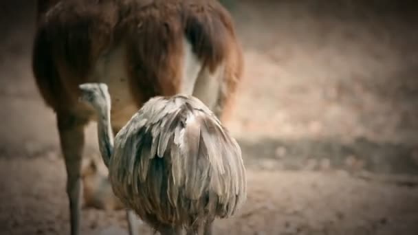 Fågel struts promenader bland andra djur — Stockvideo