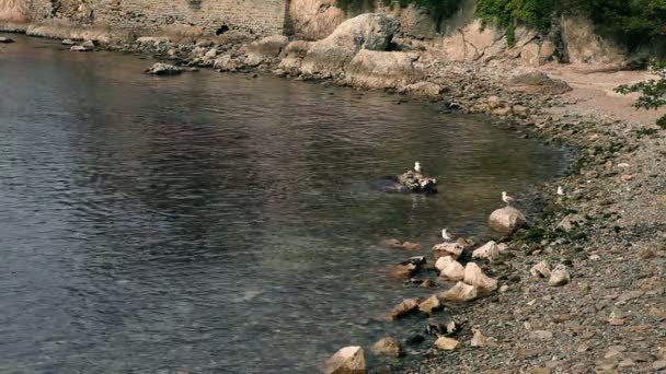 Tiro de la orilla cerca de Piran — Vídeos de Stock