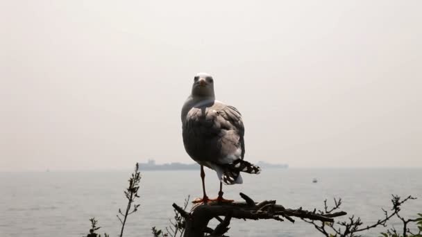 Tiro de la gaviota sentada en la rama — Vídeos de Stock