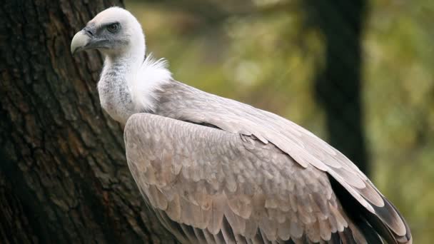 Avvoltoio in cerca di zoo — Video Stock