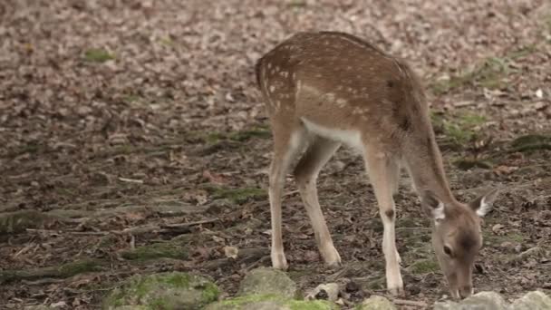 Deer in zoo eating — Stock Video