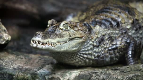 Shot of a crocodile standing still with changing focus — Stock Video