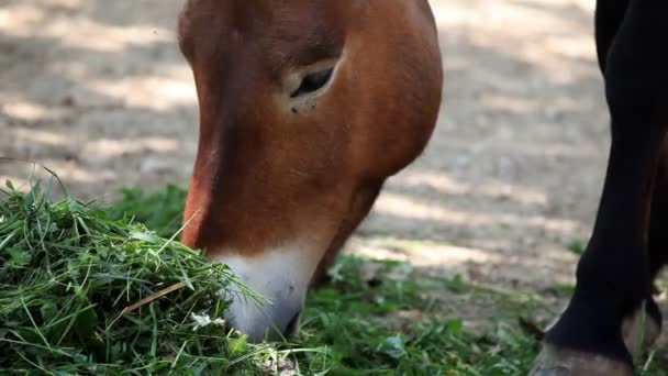Gros plan de cheval mangeant de l'herbe 