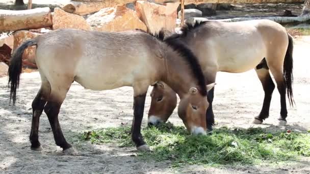 Paarden die gras eten — Stockvideo