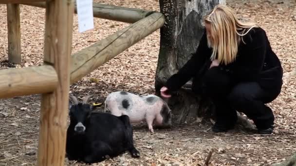 Cerdo salvaje y mujer en el zoológico, cabra acostada — Vídeos de Stock