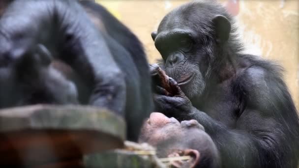 Affe im Zoo isst
