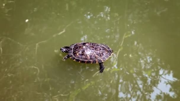 Tiro da tartaruga nadando na lagoa — Vídeo de Stock